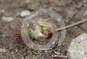 Water Avens Fruit