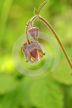 Water avens (Geum rivale)