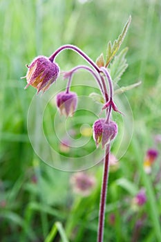 Water avens (Geum rivale) photo