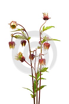 Water avens (Geum rivale) photo