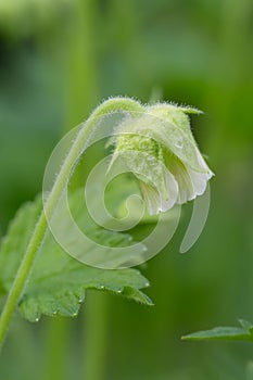 Water avens Geum rivale Album, nodding white flower