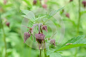 Water avens, Geum rivale, close-up flowers and buds