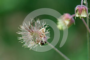 Water avens Geum rivale, close-up of a seed head