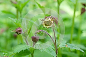 Water avens Geum rivale, flower in close-up
