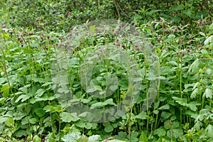 Water avens Geum rivale, flowering plants in a forest