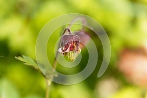 Water avens Geum rivale