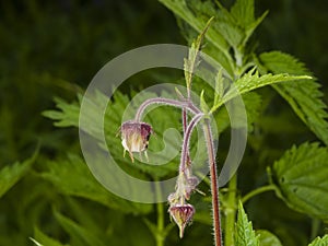 Water avens, geum rivale fluffy flowers and buds on stem macro with blurred background, selective focus, shallow DOF