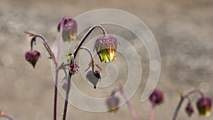 Water avens or geum rivale fluffy flowers on stem macro against bokeh background, selective focus, shallow DOF