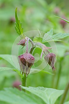 Water avens Geum rivale, nodding brown-red buds