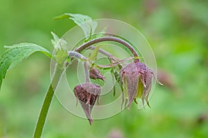 Water avens Geum rivale, nodding buds and flowers