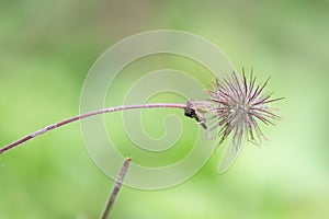 Water avens Geum rivale, seed head in close-up