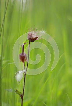 Water avens sowing the seed