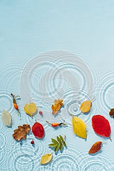 Water background with ripples and drops and colored fallen leaves