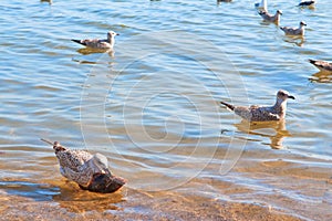 Water background with seagulls and fish