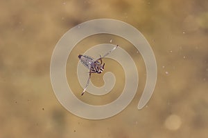 Water backswimmer under a water surface