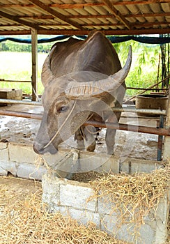 Water baffalo eating dried grass