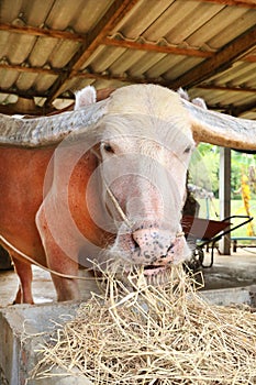 Water baffalo eating dried grass