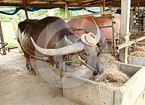 Water baffalo eating dried grass