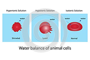 Water balance of animal cell