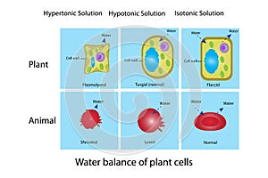 Water balance of animal and plant tissue