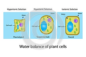 Water balance of plant cell