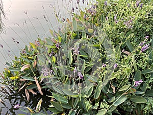 Water bamboo taro is an aquatic plant with high ornamental value as a rising flower