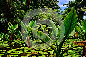 Water banana plants Typhonodorum lindleyanum growing in a small pond, Mahe Island Seychelles.