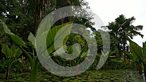 Water banana plants Typhonodorum lindleyanum growing in a small pond, Mahe Island Seychelles.