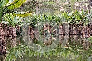 Africa: water banana Typhonodorum lindleyanum reflected in a pond in Madagascar