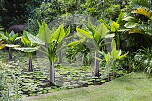 Water Bananas, Seychelles