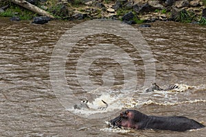 Water barrier and hippos in the path of the great migration of ungulates. Masai Mara, Kenya photo