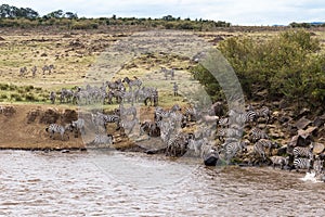 Water barrier on the path of great migration. Masai Mara, Kenya
