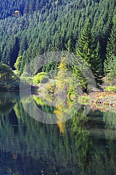 Water basin at forest