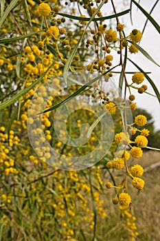 Water Battle, Acacias species, also known as Swamp Wattle, Retinodes wattle, Wirilda