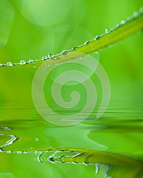 Water Beads on Blade of Grass