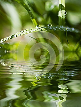 Water Beads on Blade of Grass