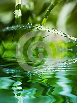 Water Beads on Blade of Grass