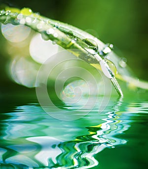 Water Beads on Blade of Grass