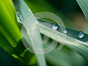 Water Beads on a Blade of Grass
