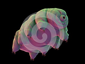 A water bear