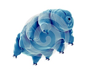 A water bear