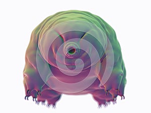 A water bear