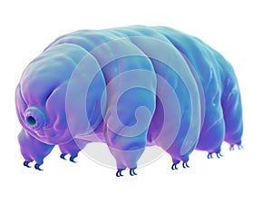 A water bear