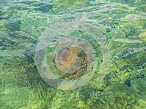 Water and beautiful sea view underwater, sea urchins. Natural living. Pelion peninsula. Pagasetic gulf. Platanias village. Greece.