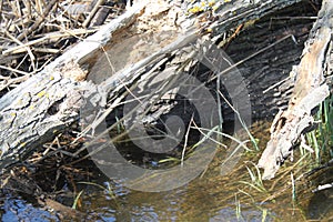 Water in the beaver CreeÃÂº 2