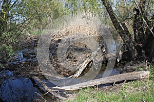 Water in the beaver CreeÃÂº 2