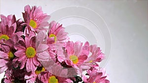 Water being dripped in super slow motion on a pink daises