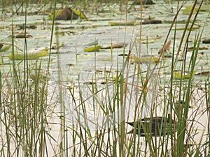 Water bird