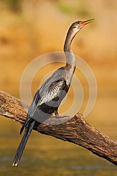 Water bird Anhinga in the river nature habitat. Water bird from Costa Rica. Anhinga in the water. Bird with log neck and bill.