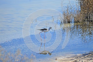 Water Bird - Black Winged Stilt